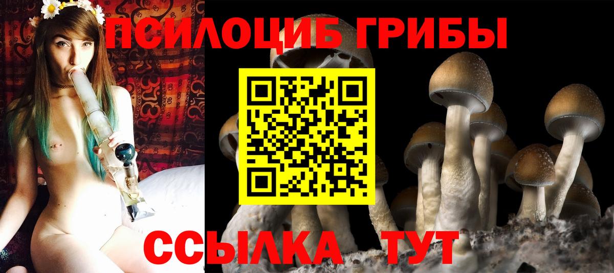 Псилоцибиновые грибы Psilocybine cubensis Электрогорск